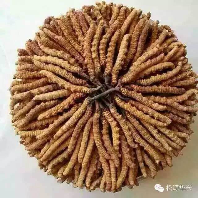 蟲草凍干機(jī)