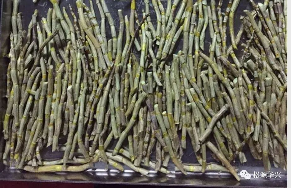 冷凍干燥鐵皮石斛